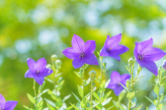 05　9月に咲く花10選｜初秋を彩る人気の花と花言葉をご紹介