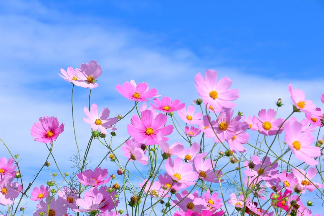 06　10月に咲く花10選｜秋本番を彩る人気の花と花言葉をご紹介