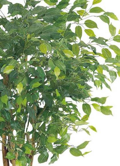 人工観葉植物 大型 180cm ラウンドフィカスツリー(ナチュラルトランク) 光触媒スプレープレゼント [ONSLETR7641] 代引決済不可 送料無料 | アートフラワー 造花 フェイクグリーン 植木 装飾 飾付 店舗装飾 ディスプレイ 飾り付け インテリア おしゃれ