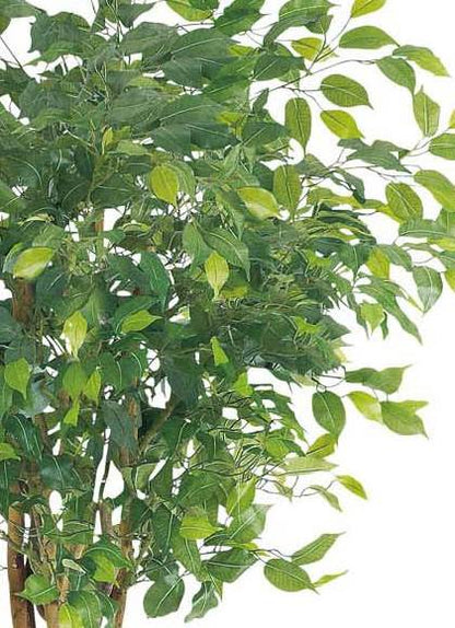 人工観葉植物 大型 180cm ラウンドフィカスツリー(ナチュラルトランク) 光触媒スプレープレゼント [ONSLETR7641] 代引決済不可 送料無料 | アートフラワー 造花 フェイクグリーン 植木 装飾 飾付 店舗装飾 ディスプレイ 飾り付け インテリア おしゃれ