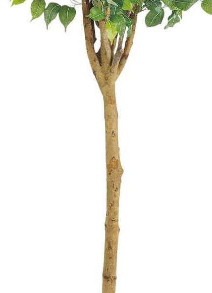 人工観葉植物 大型 180cm ラウンドフィカスツリー(ナチュラルトランク) 光触媒スプレープレゼント [ONSLETR7641] 代引決済不可 送料無料 | アートフラワー 造花 フェイクグリーン 植木 装飾 飾付 店舗装飾 ディスプレイ 飾り付け インテリア おしゃれ