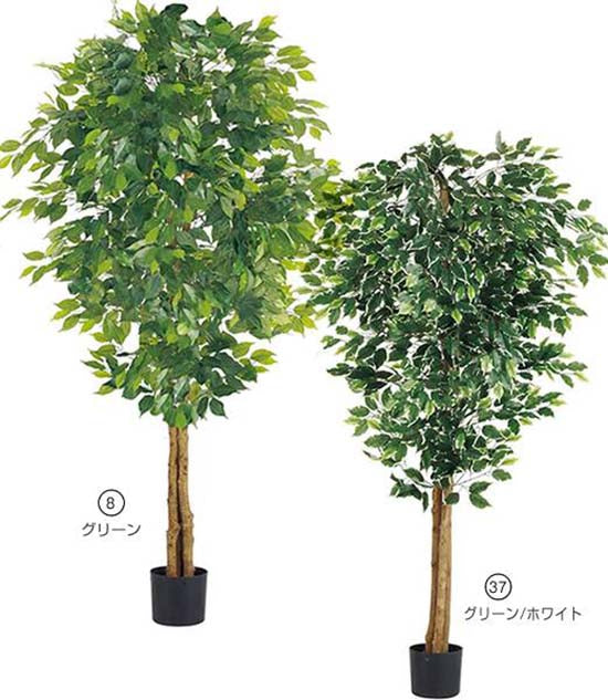 180cm フィカスツリー(ナチュラルトランク)[ONSLETR7634] 光触媒スプレープレゼント 代引決済不可 送料無料 |人工観葉植物 フェイクグリーン 造花 装飾 飾り付け 店舗装飾 ディスプレイ 室内装飾 インテリア 大型