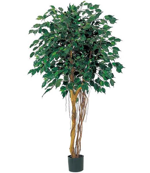 150cm フィカスツリー(ナチュラルトランク) 光触媒スプレープレゼント [ONSLETR7475] 代引決済不可 送料無料 |人工観葉植物 大型 アートフラワー 造花 フェイクグリーン 植木 装飾 飾付 イベント パーティー 店舗装飾 ディスプレイ 飾り付け インテリア おしゃれ