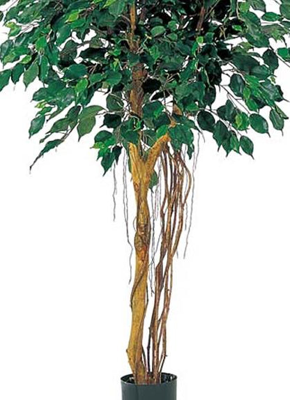 150cm フィカスツリー(ナチュラルトランク) 光触媒スプレープレゼント [ONSLETR7475] 代引決済不可 送料無料 |人工観葉植物 大型 アートフラワー 造花 フェイクグリーン 植木 装飾 飾付 イベント パーティー 店舗装飾 ディスプレイ 飾り付け インテリア おしゃれ