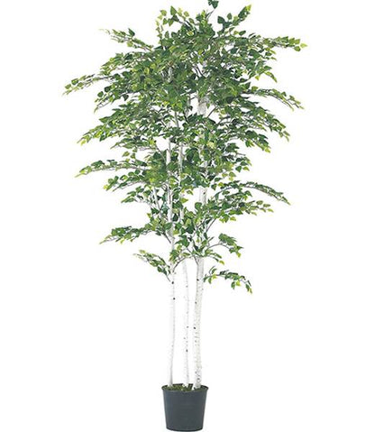 180cm バーチツリー(ナチュラルトランク) 光触媒スプレープレゼント [ONSLETR7590] 代引決済不可 送料無料 |人工観葉植物 大型 アートフラワー 造花 フェイクグリーン 植木 装飾 飾付 イベント パーティー 店舗装飾 ディスプレイ 飾り付け インテリア おしゃれ バーチ ツリー