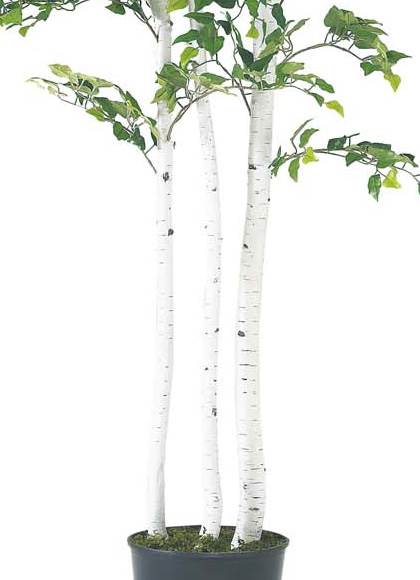180cm バーチツリー(ナチュラルトランク) 光触媒スプレープレゼント [ONSLETR7590] 代引決済不可 送料無料 |人工観葉植物 大型 アートフラワー 造花 フェイクグリーン 植木 装飾 飾付 イベント パーティー 店舗装飾 ディスプレイ 飾り付け インテリア おしゃれ バーチ ツリー
