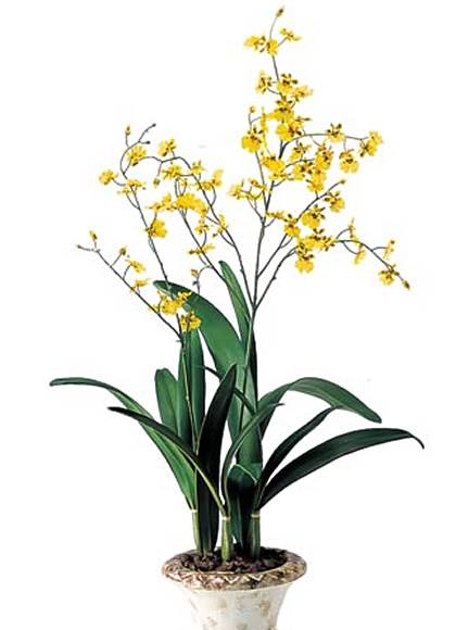 90cm オンシジウムポット [ONSFLGD7610] |人工観葉植物 アーティフィシャルフラワー 造花 フェイクグリーン 装飾 飾付 デコレーション 飾り イベント パーティー 店舗装飾 オンシジウム ポット 鉢花 ディスプレイ 室内装飾 飾り付け お祝い 開店祝い 開業祝い