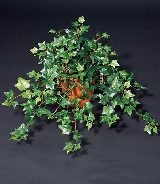 55cm イングリッシュアイビーブッシュ(222) [ONSLEBU7600] |造花 フラワー フェイク 人工観葉植物 リーフ 装飾 デコレーション  イベント パーティー フラワーアレンジメント 店舗装飾 フェイクグリーン ガーランド ディスプレイ 飾り付け インテリア おしゃれ 鉢花 鉢植え