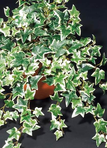 55cm オランダアイビーブッシュ(222) [ONSLEBU7601] |人工観葉植物 フェイクグリーン 造花 装飾 デコレーション 飾り付け 店舗装飾 ディスプレイ 室内装飾 インテリア フラワーアレンジメント 鉢植え 鉢花 おしゃれ