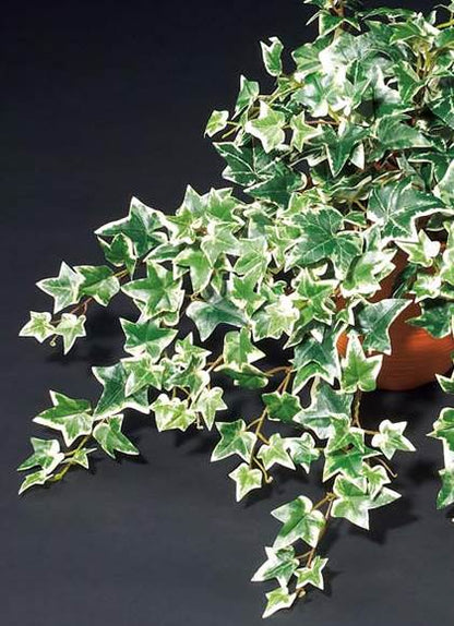 55cm オランダアイビーブッシュ(222) [ONSLEBU7601] |人工観葉植物 フェイクグリーン 造花 装飾 デコレーション 飾り付け 店舗装飾 ディスプレイ 室内装飾 インテリア フラワーアレンジメント 鉢植え 鉢花 おしゃれ