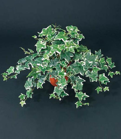 55cm オランダアイビーブッシュ(162) [ONSLEBU1593] |造花 フラワー フェイク 人工観葉植物 リーフ 装飾 デコレーション 飾り イベント パーティー フラワーアレンジメント 店舗装飾 フェイクグリーン ガーランド ディスプレイ 飾り付け インテリア おしゃれ 鉢花 鉢植え