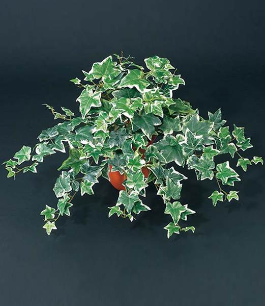 55cm オランダアイビーブッシュ(162) [ONSLEBU1593] |造花 フラワー フェイク 人工観葉植物 リーフ 装飾 デコレーション 飾り イベント パーティー フラワーアレンジメント 店舗装飾 フェイクグリーン ガーランド ディスプレイ 飾り付け インテリア おしゃれ 鉢花 鉢植え