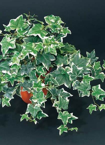 55cm オランダアイビーブッシュ(162) [ONSLEBU1593] |造花 フラワー フェイク 人工観葉植物 リーフ 装飾 デコレーション 飾り イベント パーティー フラワーアレンジメント 店舗装飾 フェイクグリーン ガーランド ディスプレイ 飾り付け インテリア おしゃれ 鉢花 鉢植え