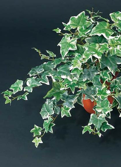 55cm オランダアイビーブッシュ(162) [ONSLEBU1593] |造花 フラワー フェイク 人工観葉植物 リーフ 装飾 デコレーション 飾り イベント パーティー フラワーアレンジメント 店舗装飾 フェイクグリーン ガーランド ディスプレイ 飾り付け インテリア おしゃれ 鉢花 鉢植え