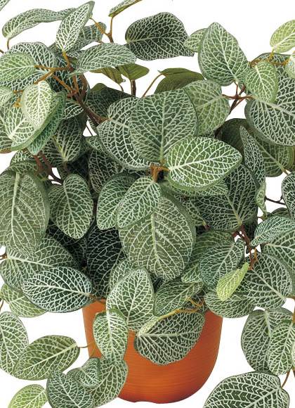 50cm フィットニアブッシュ(174) [ONSLEBU7619] |人工観葉植物 フェイクグリーン 造花 装飾 デコレーション 飾り付け 店舗装飾 ディスプレイ 室内装飾 インテリア フラワーアレンジメント ポトス