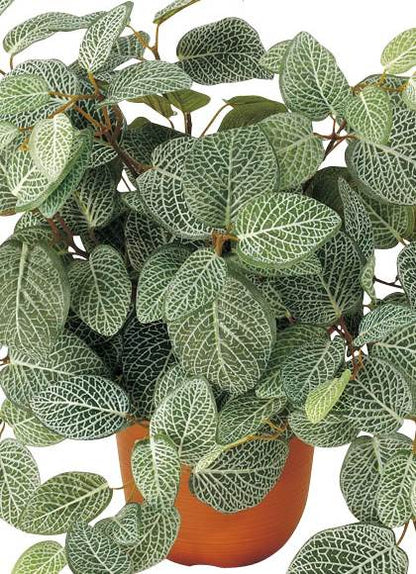 50cm フィットニアブッシュ(174) [ONSLEBU7619] |人工観葉植物 フェイクグリーン 造花 装飾 デコレーション 飾り付け 店舗装飾 ディスプレイ 室内装飾 インテリア フラワーアレンジメント ポトス