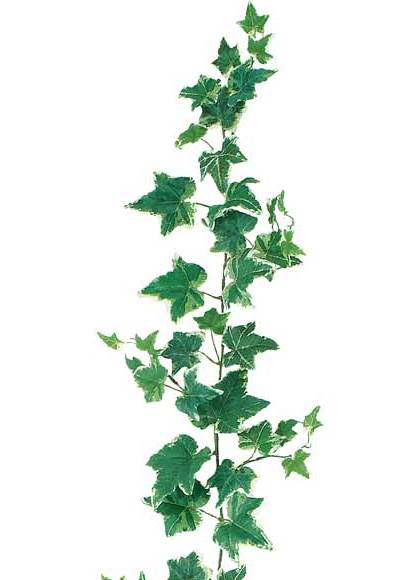180cm オランダアイビーガーランド(102/ワイヤー入り) [ONSLEGA7606] |人工観葉植物 造花 フェイクグリーン 資材 装飾 飾付 デコレーション 飾り イベント パーティー フラワーアレンジメント 花材 インテリア 店舗装飾 ディスプレイ 室内装飾 飾り付け ツタ ガーランド