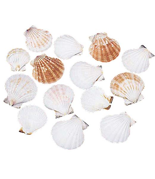 3～5cm ミニホタテ（30個入り） [ONSDO55720] |人工観葉植物 アートフラワー 造花 フェイク 装飾 飾付 小物 雑貨 販売 デコレーション 飾り イベント パーティー フラワーアレンジメント インテリア 店舗装飾 花材 資材 ディスプレイ 飾り付け 海 レプリカ 夏 マリン 貝殻 貝
