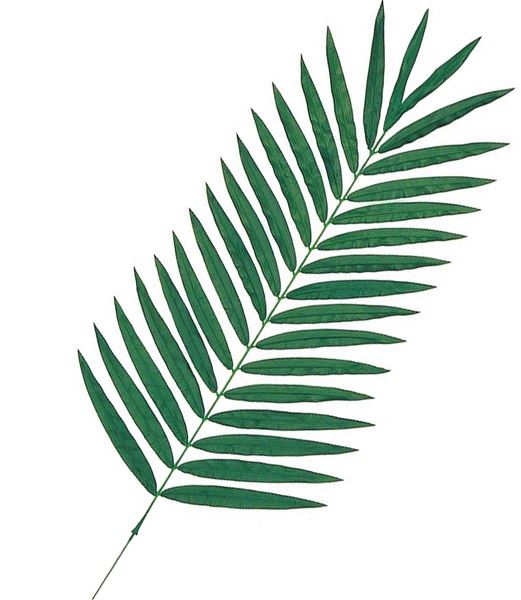 150cm ケンチャパームリーフ(L)[ONSLESP3310L] 送料無料 |人工観葉植物 アートフラワー 造花 フェイクグリーン 資材 装飾 飾付 デコレーション 飾り イベント パーティー フラワーアレンジメント 花材 インテリア 店舗装飾 ディスプレイ 室内装飾 飾り付け ガーランド リーフ