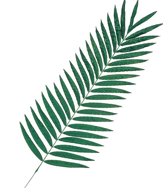 180cm ケンチャパームリーフ(LL) [ONSLESP3310LL] 送料無料 |人工観葉植物 造花 フラワー フェイクグリーン 資材 装飾 飾付 デコレーション 飾り イベント パーティー フラワーアレンジメント 花材 インテリア 店舗装飾 ディスプレイ 室内装飾 飾り付け ガーランド リーフ