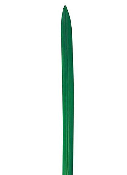 70cm オクラレルカリーフ [ONSLESP7280] |人工観葉植物 アートフラワー 造花 フラワー フェイクグリーン 資材 装飾 飾付 デコレーション 飾り イベント パーティー フラワーアレンジメント 花材 インテリア 店舗装飾 ディスプレイ 室内装飾 飾り付け ガーランド リーフ
