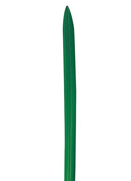 70cm オクラレルカリーフ [ONSLESP7280] |人工観葉植物 アートフラワー 造花 フラワー フェイクグリーン 資材 装飾 飾付 デコレーション 飾り イベント パーティー フラワーアレンジメント 花材 インテリア 店舗装飾 ディスプレイ 室内装飾 飾り付け ガーランド リーフ