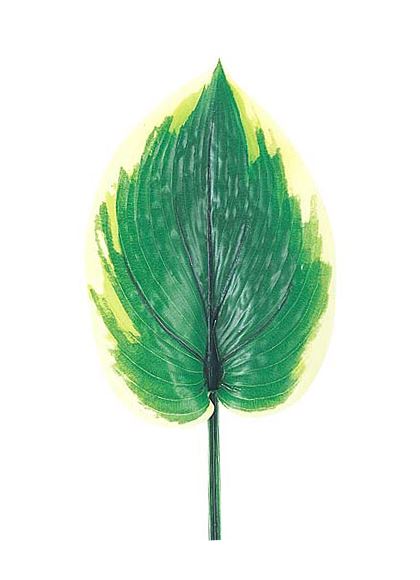 45cm ギボウシリーフ [ONSLESP7631] |人工観葉植物 アートフラワー 造花 フラワー フェイクグリーン 資材 装飾 飾付 デコレーション 飾り イベント パーティー フラワーアレンジメント 花材 インテリア 店舗装飾 ディスプレイ 室内装飾 飾り付け ガーランド ギボウシ リーフ