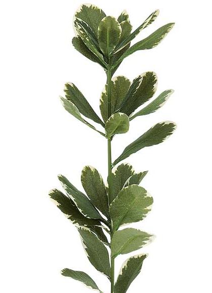 65cm マサキスプレイ [ONSLESP7671] |人工観葉植物 アートフラワー 造花 フラワー フェイクグリーン 資材 装飾 飾付 デコレーション 飾り イベント パーティー フラワーアレンジメント 花材 インテリア 店舗装飾 ディスプレイ 室内装飾 飾り付け マサキ スプレイ