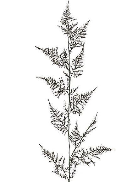 80cm アスパラガススプレイ [ONSLESP7473] |人工観葉植物 アートフラワー 造花 フラワー フェイクグリーン 資材 装飾 飾付 デコレーション 飾り イベント パーティー フラワーアレンジメント 花材 インテリア 店舗装飾 ディスプレイ 室内装飾 飾り付け アスパラガス スプレイ