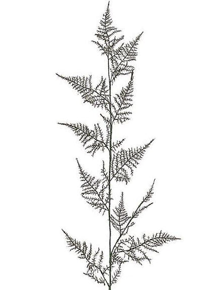 80cm アスパラガススプレイ [ONSLESP7473] |人工観葉植物 アートフラワー 造花 フラワー フェイクグリーン 資材 装飾 飾付 デコレーション 飾り イベント パーティー フラワーアレンジメント 花材 インテリア 店舗装飾 ディスプレイ 室内装飾 飾り付け アスパラガス スプレイ