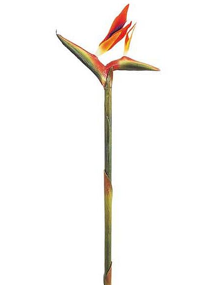 80cm ストレリチア(2) [ONSFLSP3712] |人工観葉植物 アートフラワー 造花 フラワー フェイクグリーン 装飾 飾付 小物 デコレーション 飾り イベント パーティー フラワーアレンジメント 店舗装飾 花材 手作り 材料 パーツ ディスプレイ 室内装飾 飾り付け