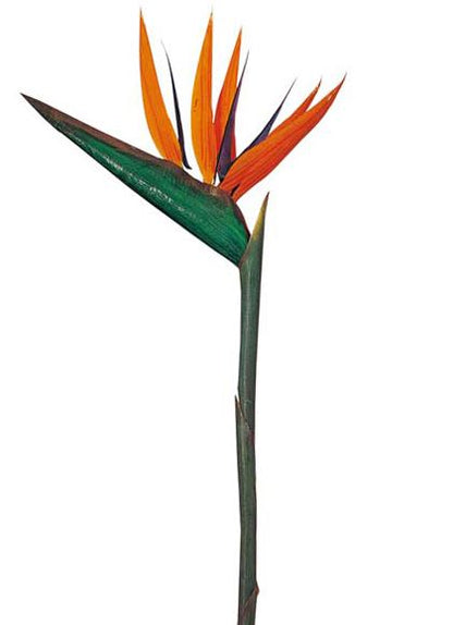 90cm ストレリチア [ONSFLSP3291] |人工観葉植物 アートフラワー 造花 フラワー フェイクグリーン 装飾 飾付 小物 デコレーション 飾り イベント パーティー フラワーアレンジメント 店舗装飾 花材 手作り 材料 パーツ ディスプレイ 室内装飾 飾り付け