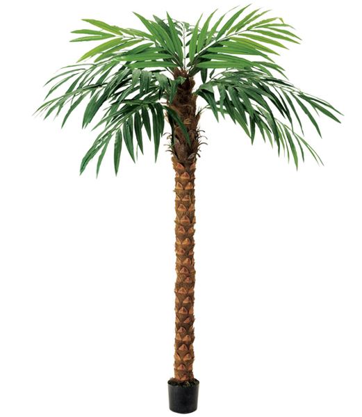 270cm ココナッツツリー 光触媒スプレープレゼント [ONSLETR7650] 代引決済不可 送料無料 |人工観葉植物 大型 アートフラワー 造花 フェイクグリーン 装飾 飾付 小物 デコレーション 飾り イベント パーティー 店舗装飾 ディスプレイ 飾り付け インテリア ココナッツ