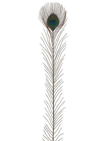 75cm ピーコックフェザーピック (1パック12本入り) [ONSPAPC7966] |人工観葉植物 アートフラワー 造花 フェイクグリーン 資材 装飾 飾付 デコレーション 飾り イベント パーティー フラワーアレンジメント 花材 インテリア 店舗装飾 ディスプレイ 室内装飾 飾り付け 秋 孔雀