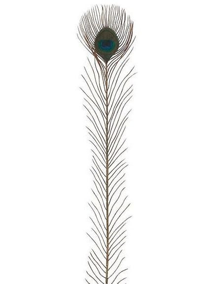 75cm ピーコックフェザーピック (1パック12本入り) [ONSPAPC7966] |人工観葉植物 アートフラワー 造花 フェイクグリーン 資材 装飾 飾付 デコレーション 飾り イベント パーティー フラワーアレンジメント 花材 インテリア 店舗装飾 ディスプレイ 室内装飾 飾り付け 秋 孔雀