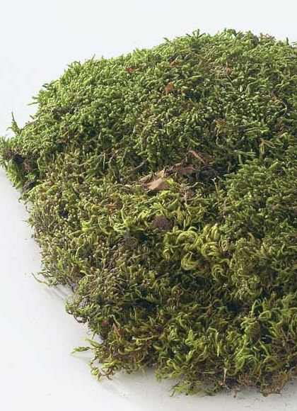 ※色がグリーンじゃないため倉庫※シートモス小（150g入り） [ONSDO61091] |人工観葉植物 アートフラワー 造花 フェイクグリーン 装飾 飾付 小物 デコレーション 飾り イベント パーティー 店舗装飾 ベース ポット シートモス グリーン 天然素材 フラワー資材