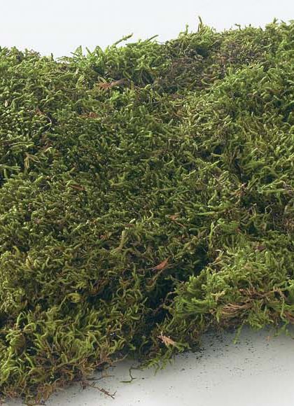 ※色がグリーンじゃないため倉庫※シートモス小（150g入り） [ONSDO61091] |人工観葉植物 アートフラワー 造花 フェイクグリーン 装飾 飾付 小物 デコレーション 飾り イベント パーティー 店舗装飾 ベース ポット シートモス グリーン 天然素材 フラワー資材