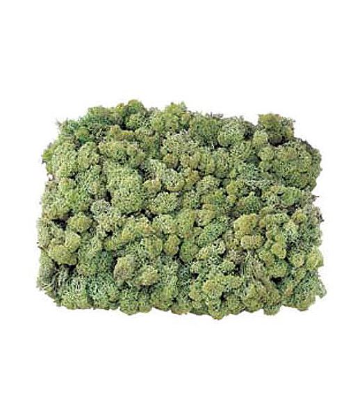 アイスランドモス(大袋)（500g入り） [ONSDO61073] 送料無料 |人工観葉植物 アートフラワー 造花 フェイクグリーン 装飾 飾付  小物 デコレーション 飾り イベント パーティー 店舗装飾 ベース ポット アイスランドモス グリーン 天然素材 フラワー資材 フラワーアレンジメン