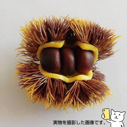 10cm クリ [ONSDIFV71036] |フェイクフード 食品サンプル レプリカ ディスプレイ デコレーション 作り物 装飾 飾付 飾り 小物 イベント パーティー 店舗装飾 飾り付け テーブルコーディネート 栗 くり マロン
