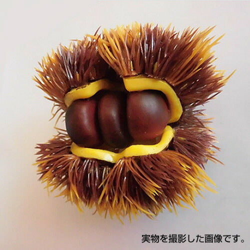 10cm クリ [ONSDIFV71036] |フェイクフード 食品サンプル レプリカ ディスプレイ デコレーション 作り物 装飾 飾付 飾り 小物 イベント パーティー 店舗装飾 飾り付け テーブルコーディネート 栗 くり マロン
