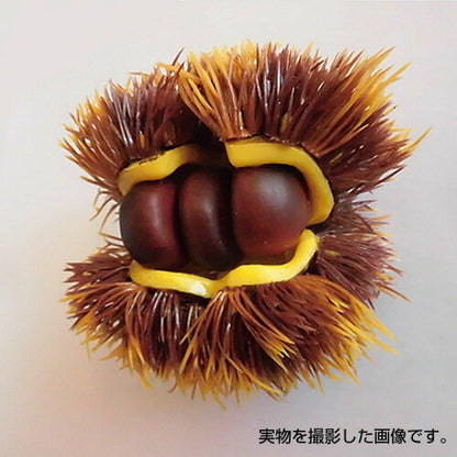 10cm クリ [ONSDIFV71036] |フェイクフード 食品サンプル レプリカ ディスプレイ デコレーション 作り物 装飾 飾付 飾り 小物 イベント パーティー 店舗装飾 飾り付け テーブルコーディネート 栗 くり マロン