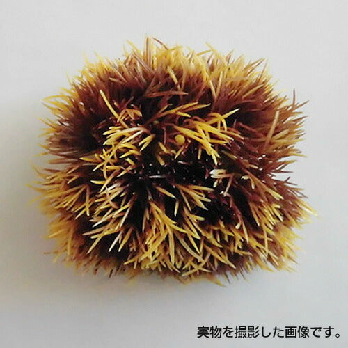 10cm クリ [ONSDIFV71036] |フェイクフード 食品サンプル レプリカ ディスプレイ デコレーション 作り物 装飾 飾付 飾り 小物 イベント パーティー 店舗装飾 飾り付け テーブルコーディネート 栗 くり マロン