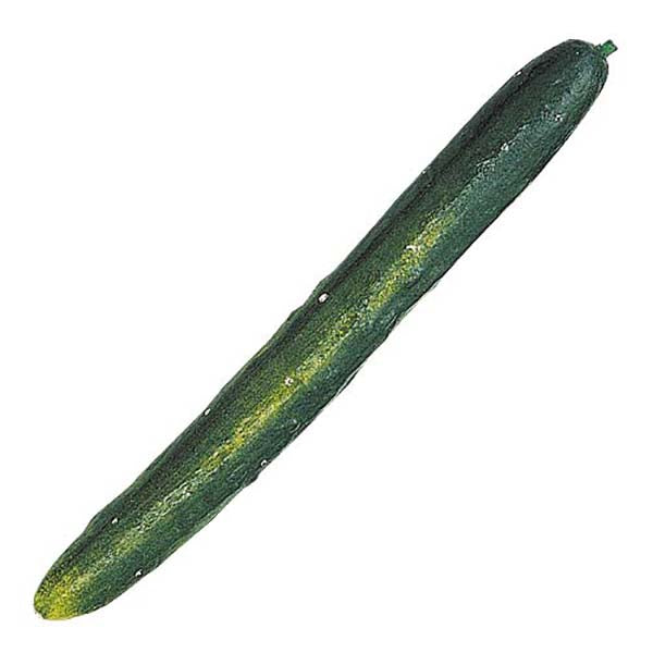 260mm キュウリ [ONSDIFV7290] |食品サンプル フェイクフード フェイクベジタブル フェイク野菜 装飾 ディスプレイ デコレーション 飾り付け 店舗装飾 サンプル 作り物 レプリカ きゅうり 胡瓜
