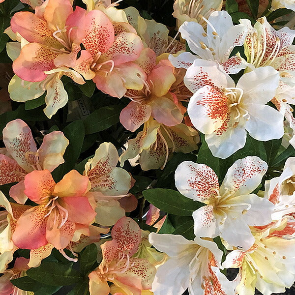 60cm 大和つつじ [ONSFLSP1942] |造花 人工観葉植物 アーティシャルフラワー フェイクグリーン 装飾 飾付 デコレーション 飾り イベント フラワーアレンジメント 店舗装飾 花材 ディスプレイ 室内装飾 飾り付け つつじ ツツジ