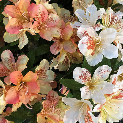 60cm 大和つつじ [ONSFLSP1942] |造花 人工観葉植物 アーティシャルフラワー フェイクグリーン 装飾 飾付 デコレーション 飾り イベント フラワーアレンジメント 店舗装飾 花材 ディスプレイ 室内装飾 飾り付け つつじ ツツジ