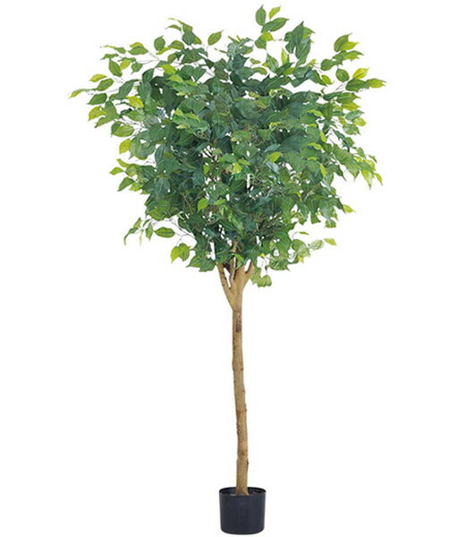 人工観葉植物 大型150cm ラウンドフィカスツリー(ナチュラルトランク) 光触媒スプレープレゼント [ONSLETR7640] 代引決済不可 送料無料 | 観葉植物 　アートフラワー 造花 フェイクグリーン 植木 装飾 飾付 店舗装飾 ディスプレイ 飾り付け インテリア
