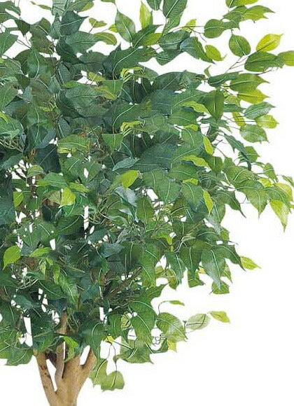 人工観葉植物 大型150cm ラウンドフィカスツリー(ナチュラルトランク) 光触媒スプレープレゼント [ONSLETR7640] 代引決済不可 送料無料 | 観葉植物 　アートフラワー 造花 フェイクグリーン 植木 装飾 飾付 店舗装飾 ディスプレイ 飾り付け インテリア