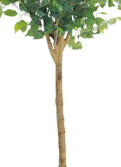 人工観葉植物 大型150cm ラウンドフィカスツリー(ナチュラルトランク) 光触媒スプレープレゼント [ONSLETR7640] 代引決済不可 送料無料 | 観葉植物 　アートフラワー 造花 フェイクグリーン 植木 装飾 飾付 店舗装飾 ディスプレイ 飾り付け インテリア
