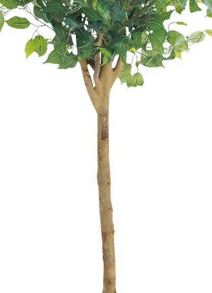 人工観葉植物 大型150cm ラウンドフィカスツリー(ナチュラルトランク) 光触媒スプレープレゼント [ONSLETR7640] 代引決済不可 送料無料 | 観葉植物 　アートフラワー 造花 フェイクグリーン 植木 装飾 飾付 店舗装飾 ディスプレイ 飾り付け インテリア