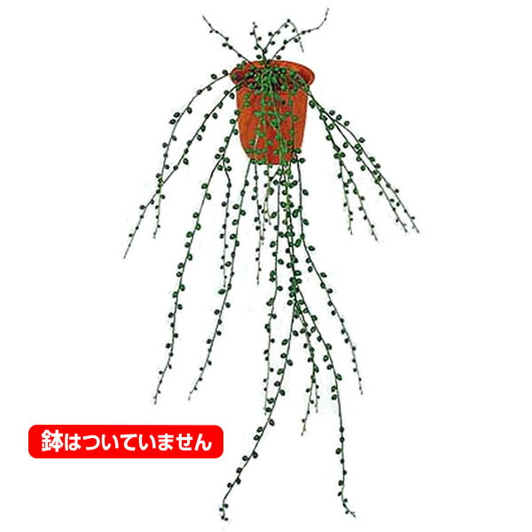 80cm グリーンネックレスバイン(510) [ONSLEBU7442] |人工観葉植物 造花 フェイクグリーン 資材 装飾 飾付 デコレーション 飾り イベント パーティー フラワーアレンジメント 花材 インテリア 店舗装飾 ディスプレイ 室内装飾 飾り付け ガーランド 鉢植え 吊るし鉢 バイン